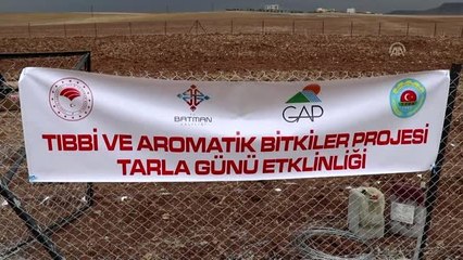 Lavanta Batman'ın alternatif ürünü olacak