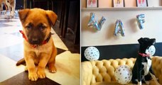 Ce café lillois recueille des chiens abandonnés et les propose à l'adoption, une première en Europe