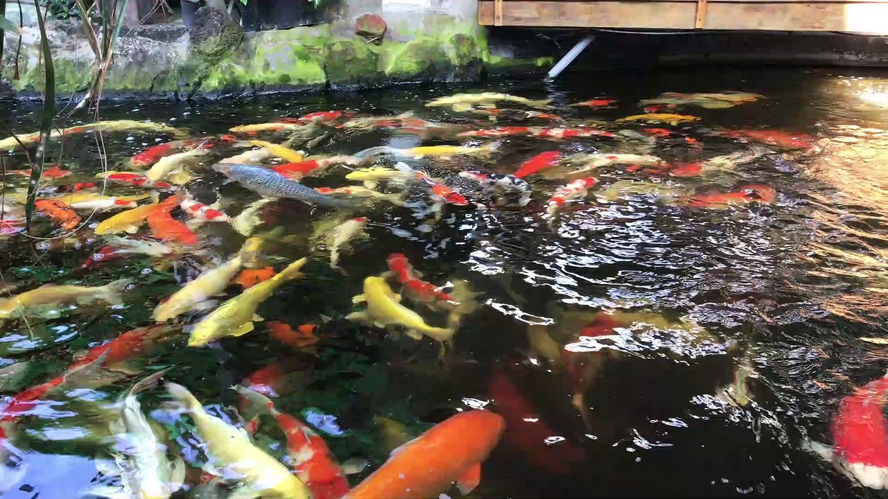 Tìm hiểu về Cá Koi (Cá Chép Nhật)