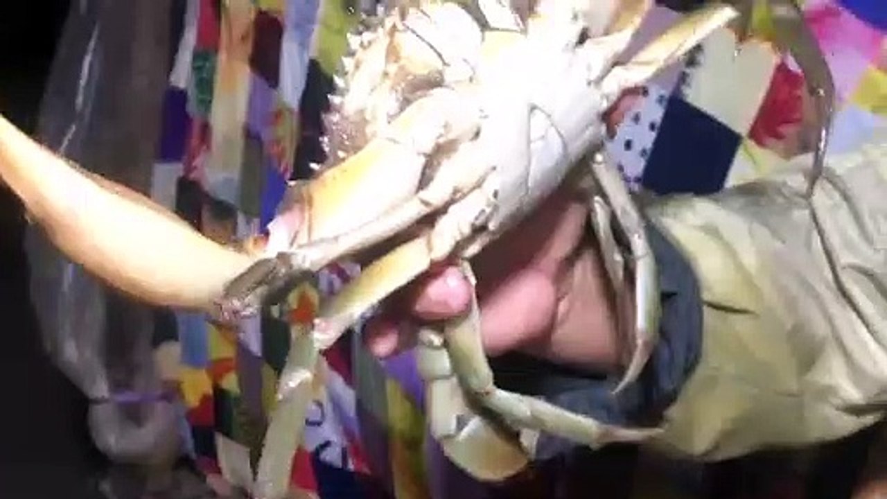 Làm sao trói CUA CÀ MAU KHỔNG LỒ || How to tie the giant sea crabs