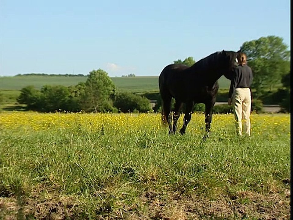 Le Percheron, un amour de cheval