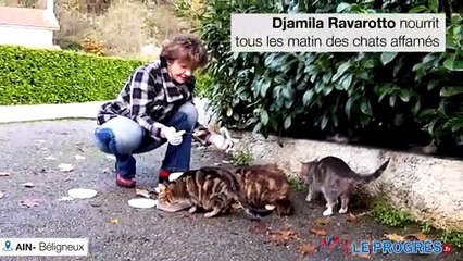Les bénévole pour «  Les chats et nous » nourrissent tous les matin des chats affamés