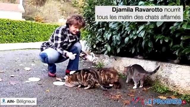 Les bénévole pour « Les chats et nous » nourrissent tous les matin des chats affamés
