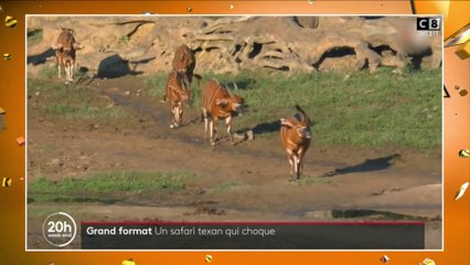 Etats-Unis : Des animaux sauvages élevés pour être chassés dans un ranch privé