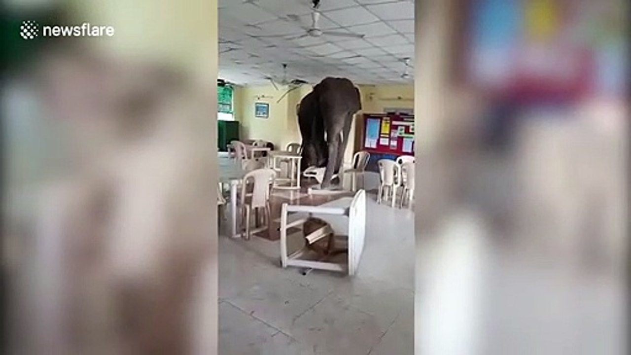 Incursion d'un éléphant dans la cantine de cette base militaire en Inde !