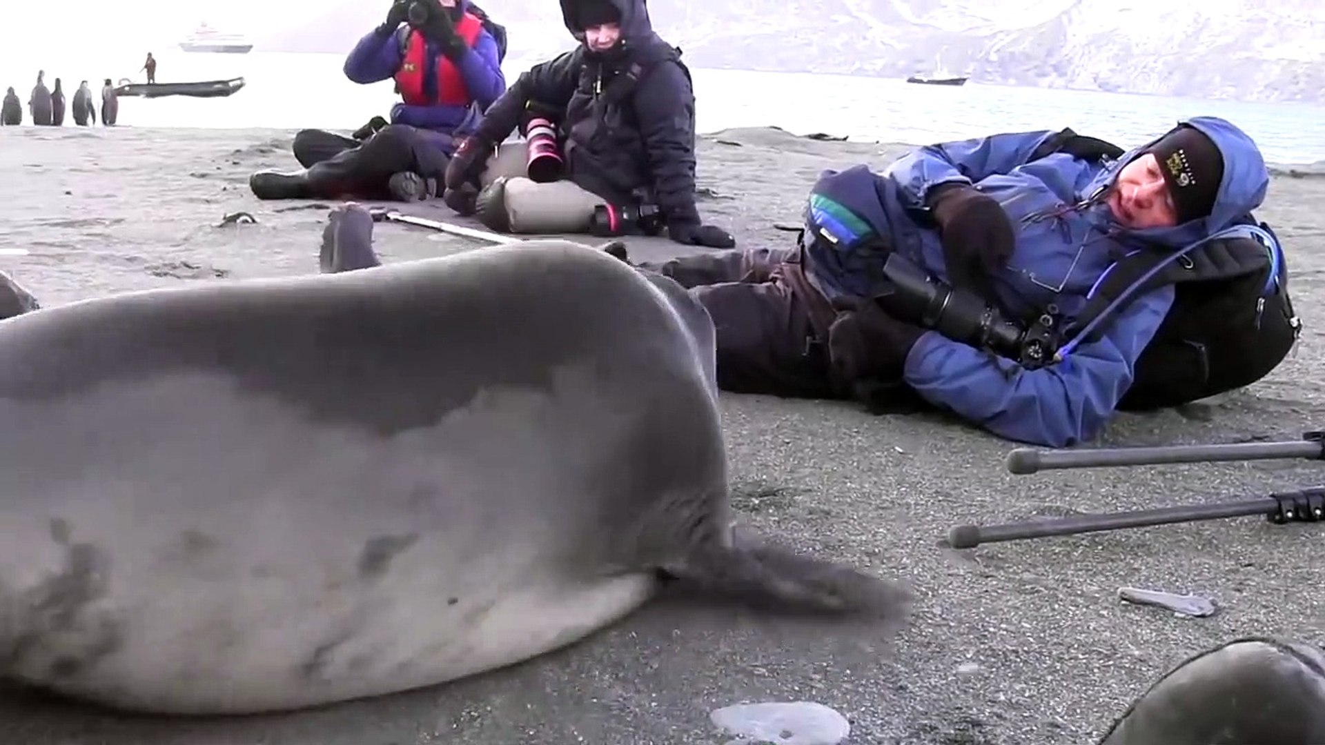 Ce Bebe Elephant De Mer Est Tombe Amoureux D Un Photographe Video Dailymotion
