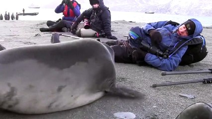 Ce bébé éléphant de mer est tombé amoureux d'un photographe