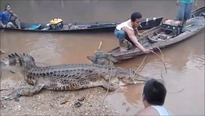 Ils ont capturé un crocodile avec un nez très bizarre : Gavial du Gange