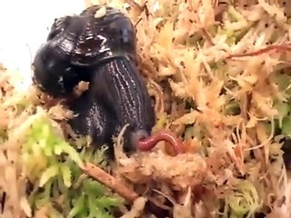 Cet escargot inoffensif est en fait un terrible prédateur