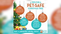 Yavapai Humane Society and Christmas Pet Safety