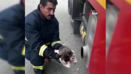 Derede kurtarılan yavru köpekler araç egzozuyla ısıtıldı