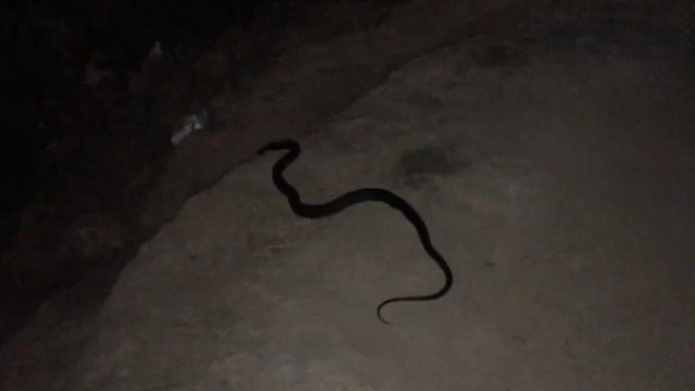COBRA APARECE AO VIVO EM REPORTAGEM NO BURACÃO EM ITAMBÉ