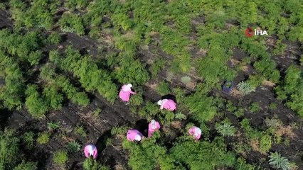 Her parçası ayrı değerlendiriliyor... Moringa bitkisi ekonomiye 500 bin TL katkı sağlayacak