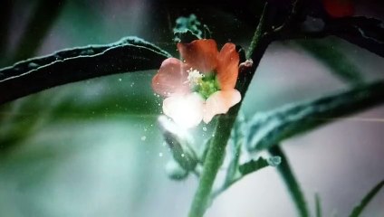 Huesos Quebrados y te duele- La hierba del Negro