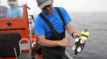 La baleine bleue a du coeur