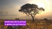 Um terço das plantas tropicais africanas estão quase desaparecendo
