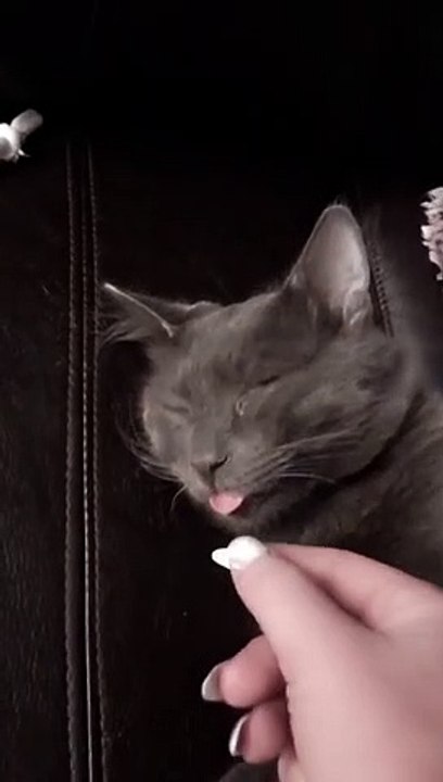 Napping Kitty Sleeps With Tongue Out