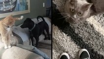 Cats And Dogs May Be Different, But Both Are As Cute As Can Be