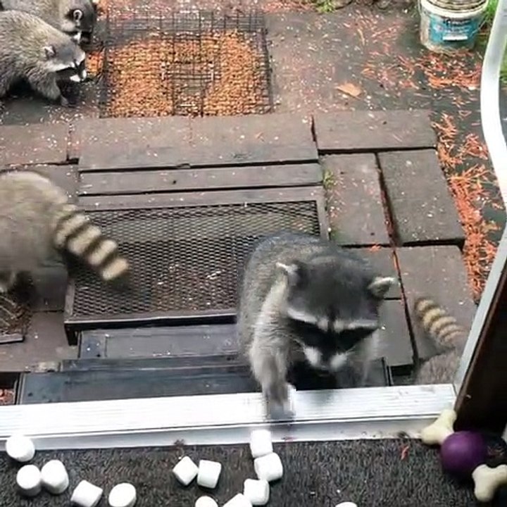 Raccoons Accept the Gift of Marshmallows