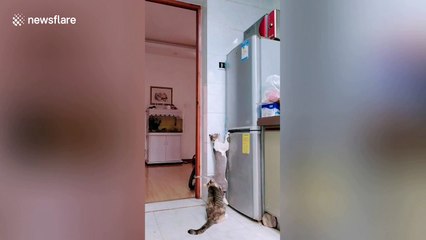 Cheeky cats work together to steal food from fridge