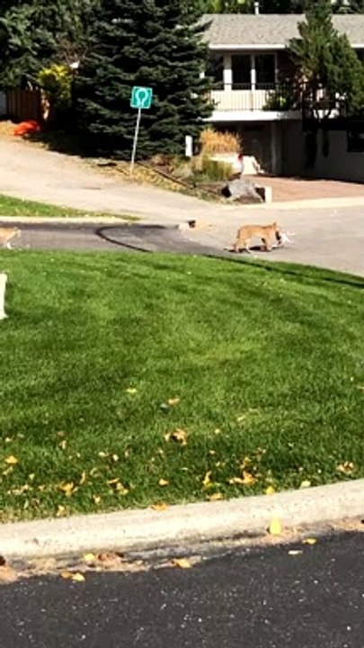 Bobcat Caught a Rabbit