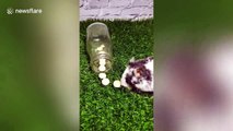 Flexible hamster squeezes into narrow glass bottle for snacks and somehow doesn't get stuck