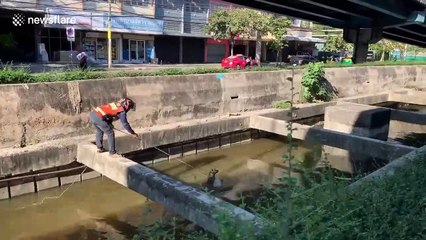 下载视频: Motorcycle rider rescues drowning dog from canal in Thailand