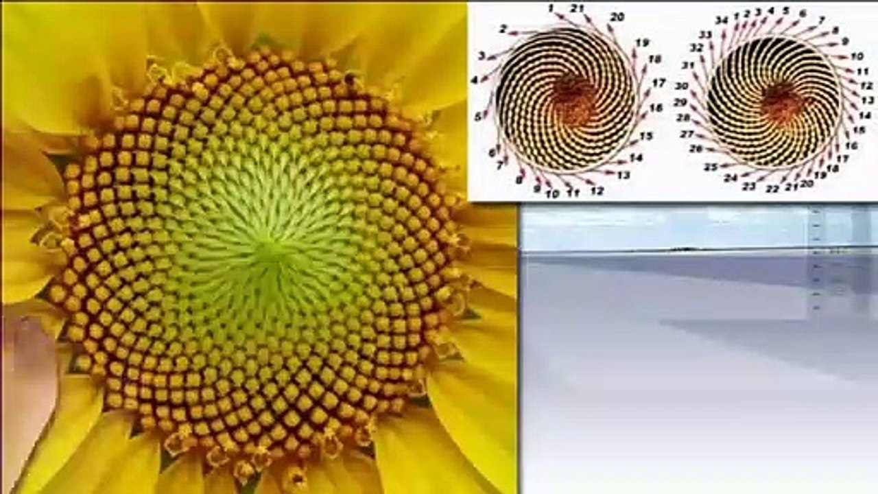 8-Fibonacci