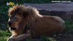 Big Cat, Big Sneeze! Watch Footage of a Lion Letting Out an Adorable Sneeze!