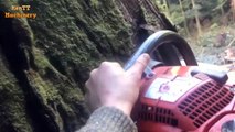 Dangerous Skill Cutting Big Tree 200 years old - Felling Tree in The jungle With Chainsaw Machine