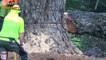 Dangerous Skills Cutting Down Big Tree Chainsaw Machine! Tree Felling Modern Chainsaw Machines