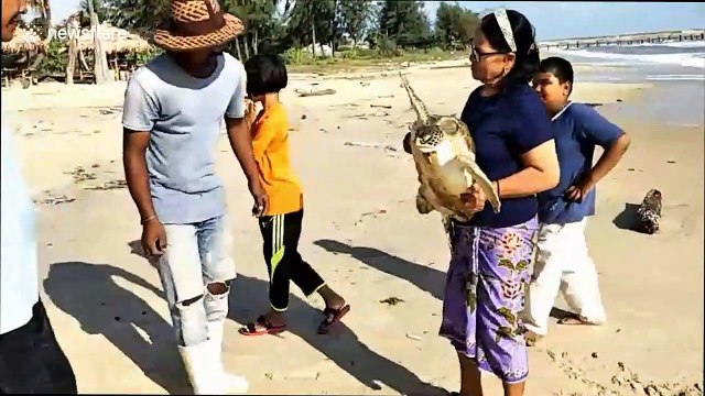 Exhausted sea turtle found washed up on beach and carried to safety by beachgoers