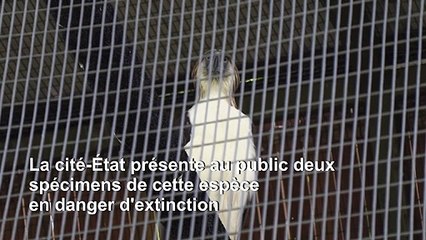 Singapour veut donner un deuxième envol aux aigles de Philippines