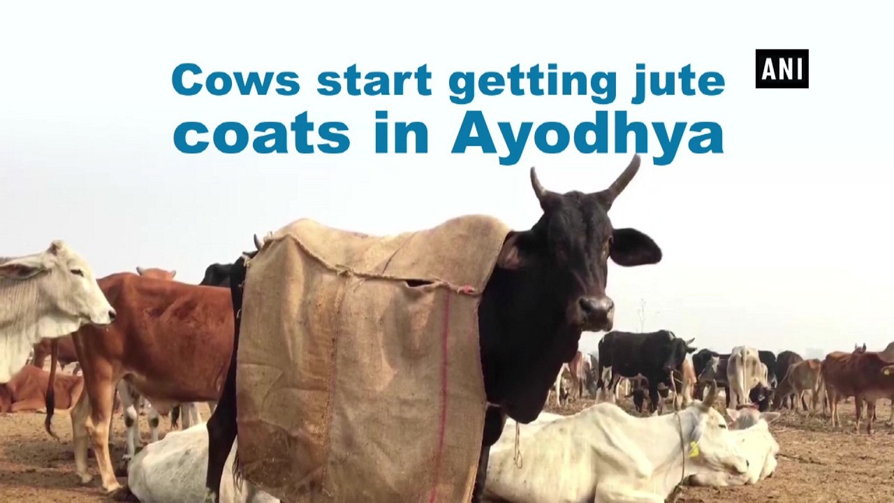 Cows start getting jute coats in Ayodhya