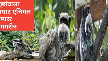 Emperor tamarin एक ऐसा animal monkey जिसके मूंछ सम्राट की तरह दिखती हैं by discovery24 network
