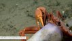 Crab And Eels Caught Playing Tug-Of-War Over A Squid Meal