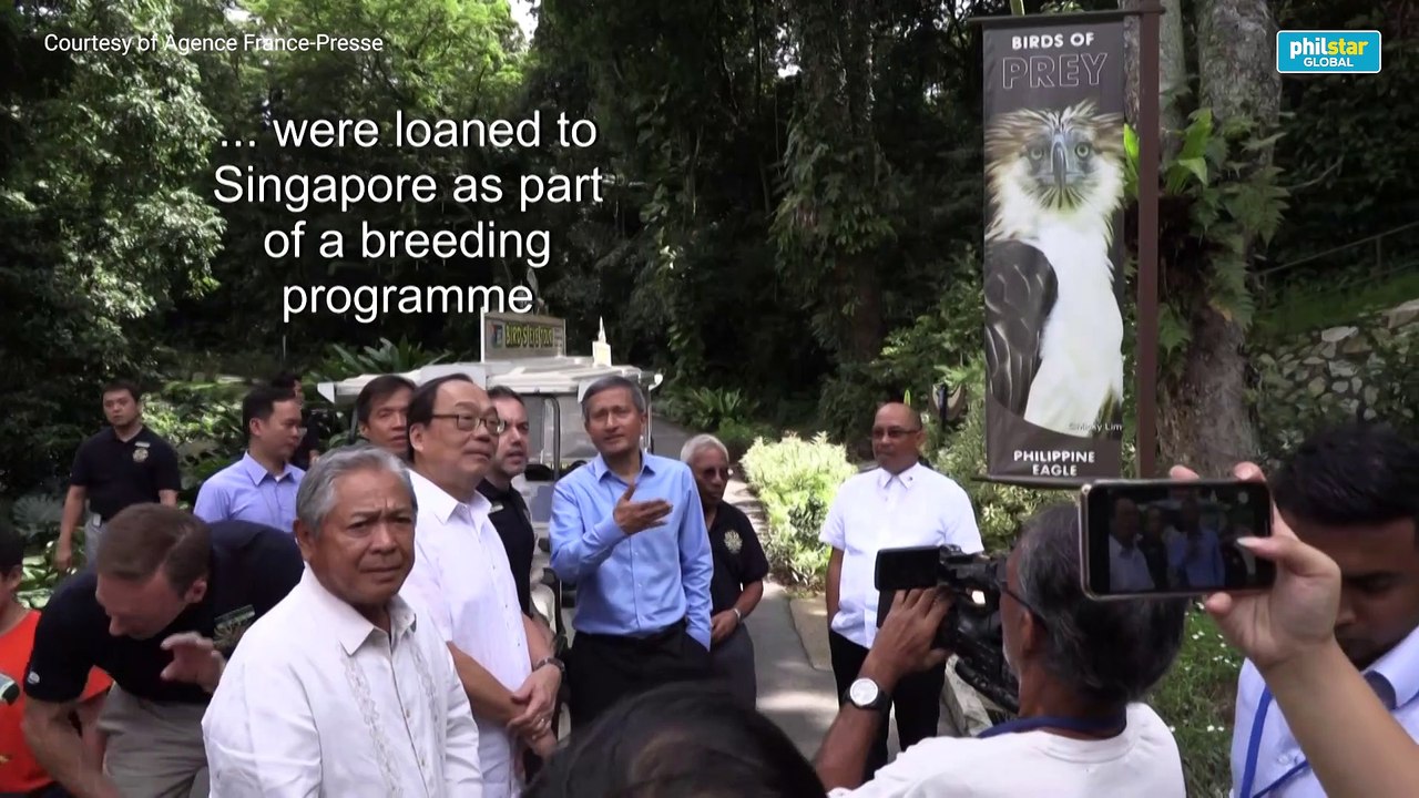 The eagles have landed: Singapore shows off rare Philippine raptors