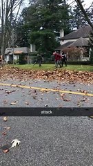 Spring Yard Clean up Service in Oakville