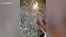 Thai farmer uses the sound from bamboo sticks to catch mouse