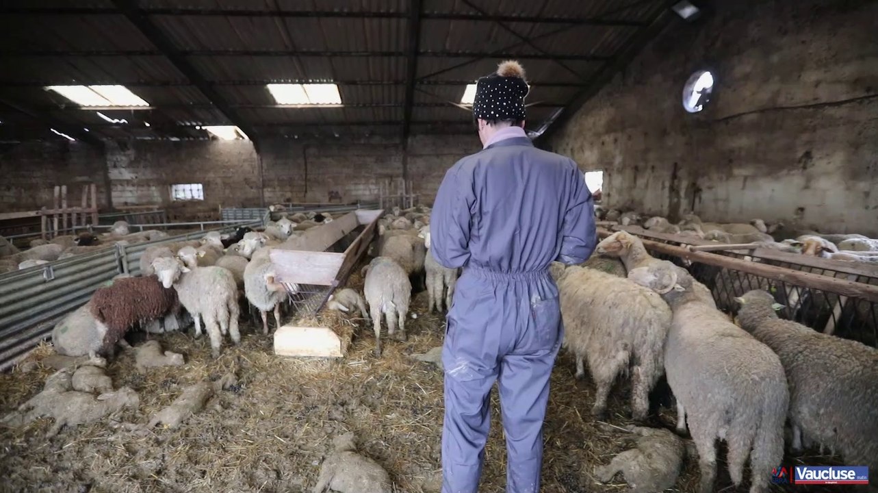 A Pertuis, plus de 1600 agneaux et une centaine de brebis meurent noyés