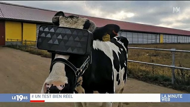 Russie: Des fermes expérimentent des casques de réalité virtuelle pour augmenter la production de lait des vaches - VIDEO
