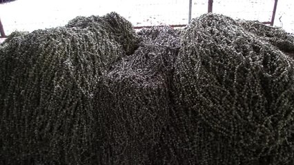 Dalında 15 lira, ipe dizilince "altın" kadar değerli