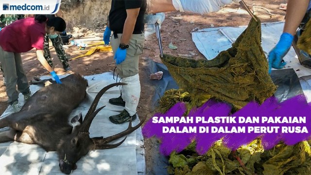 Sampah Plastik dan Pakaian Dalam di Dalam Perut Rusa Mati