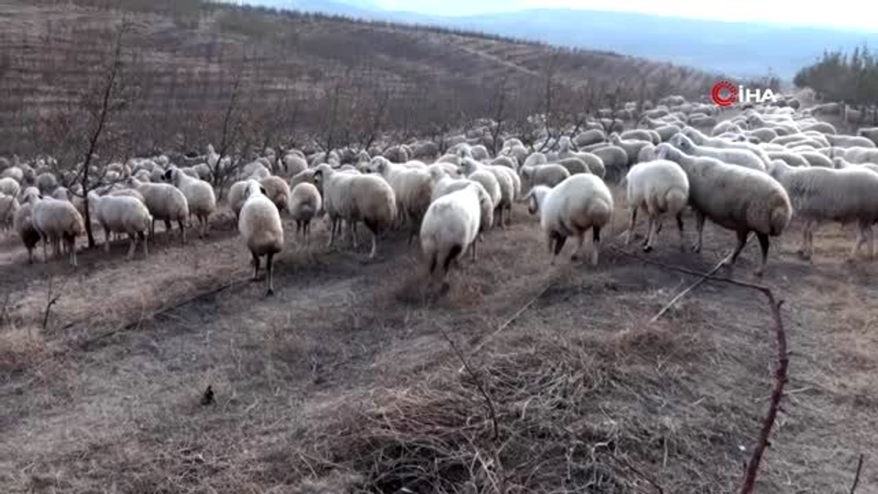 Yabancı otlarla mücadelede kaz ve koyun kullanıyorlar