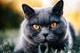 British shorthair özellikleri, british shorthair yavrusu özellikleri, british shorthair mizacı british shotair kedi türleri