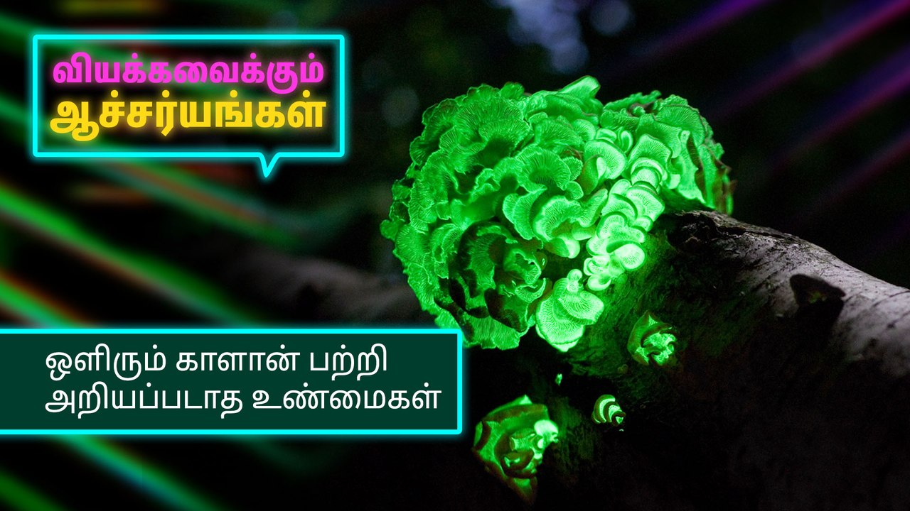 ஒளிரும் காளான் பற்றி அறியப்படாத உண்மைகள்..!