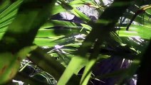 Free Stock Footage Dinosaur Through Bushes