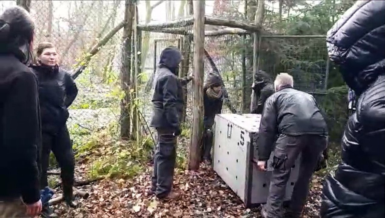 Le Parc de Sainte-Croix accueille une nouvelle meute de loups