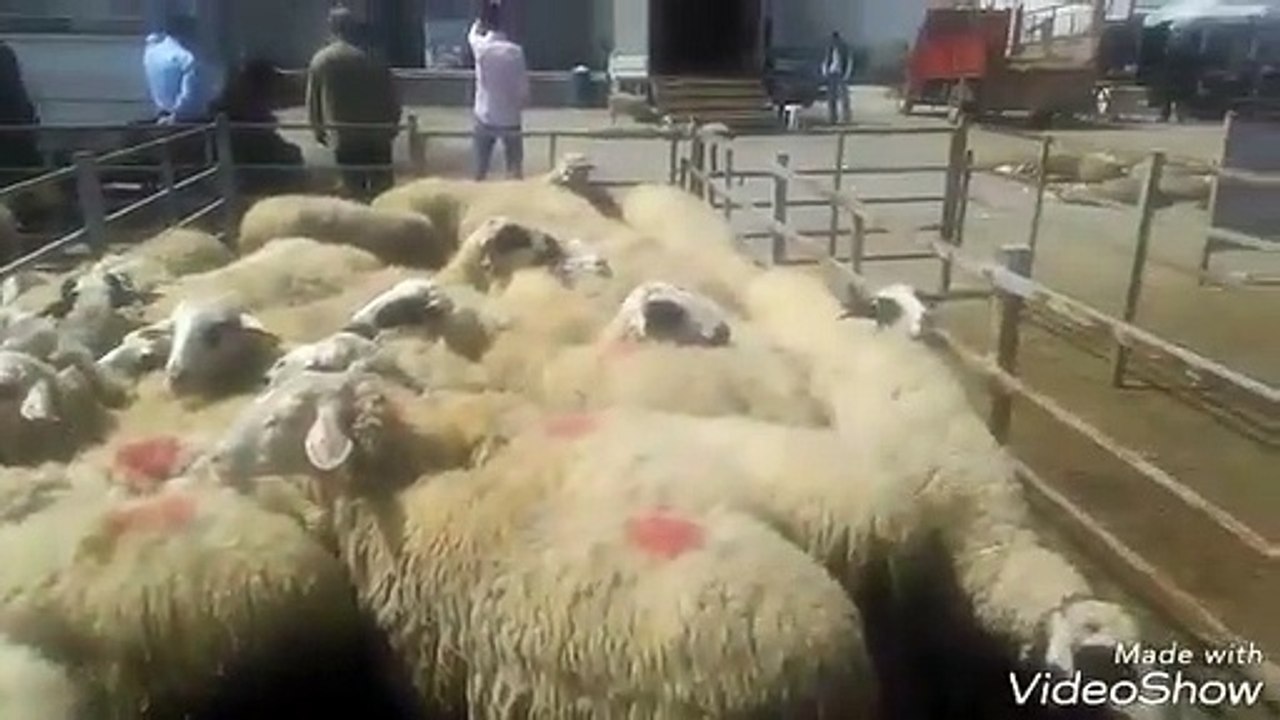 İnek tosun boğa buzağı koyun kuzu keçi oğlakların sesleri videosu havza Edirne