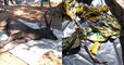 Sacs-poubelle, sous-vêtements etc... : un cerf sauvage retrouvé mort avec 7 kilos de déchets plastiques dans son estomac en Thaïlande